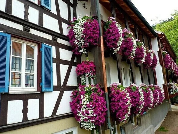🔥Last Day 49% OFF - 🌺🌷Vivid Artificial Hanging Orchid Bunch(🔥BUY 5 FREE SHIPPING🔥)