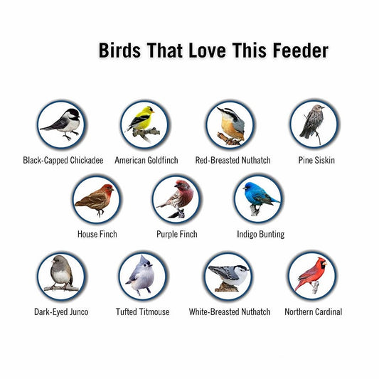 š„Bird Feeder