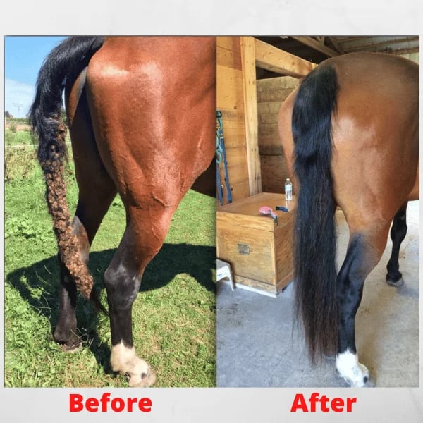 🔥Equine Care Mane & Tail Grooming Rake🔥